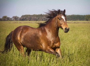 投票率があなたの馬にとって重要である理由 