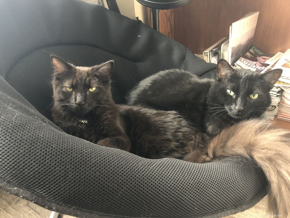 Minha história de adoção:quando dois gatos são melhores que um