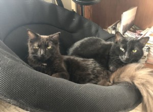 Můj příběh o adopci:Když jsou dvě kočky lepší než jedna