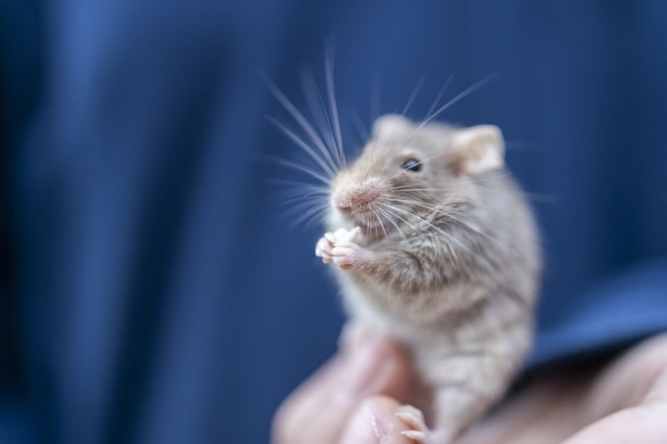 Como cuidar de um rato de estimação