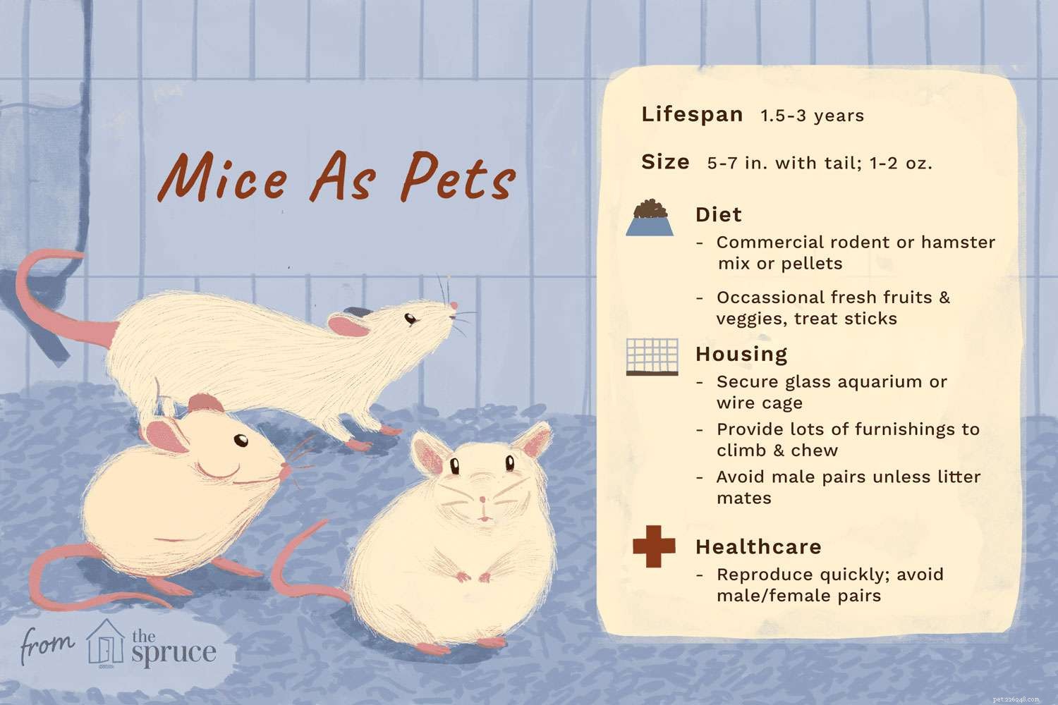 Comment prendre soin d une souris de compagnie