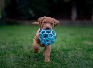 犬のネオスポラ症 