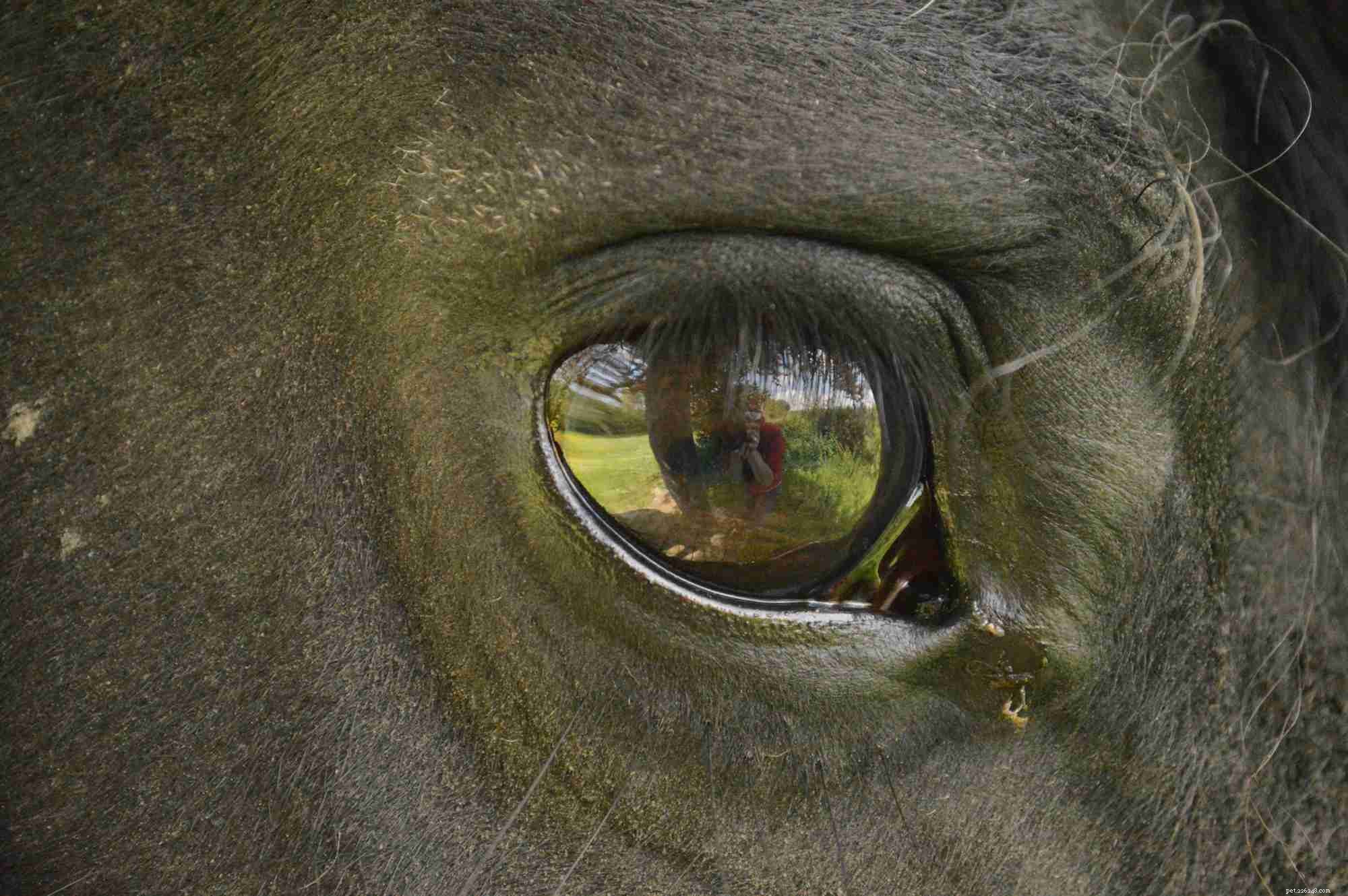 Infezioni agli occhi e lesioni nei cavalli
