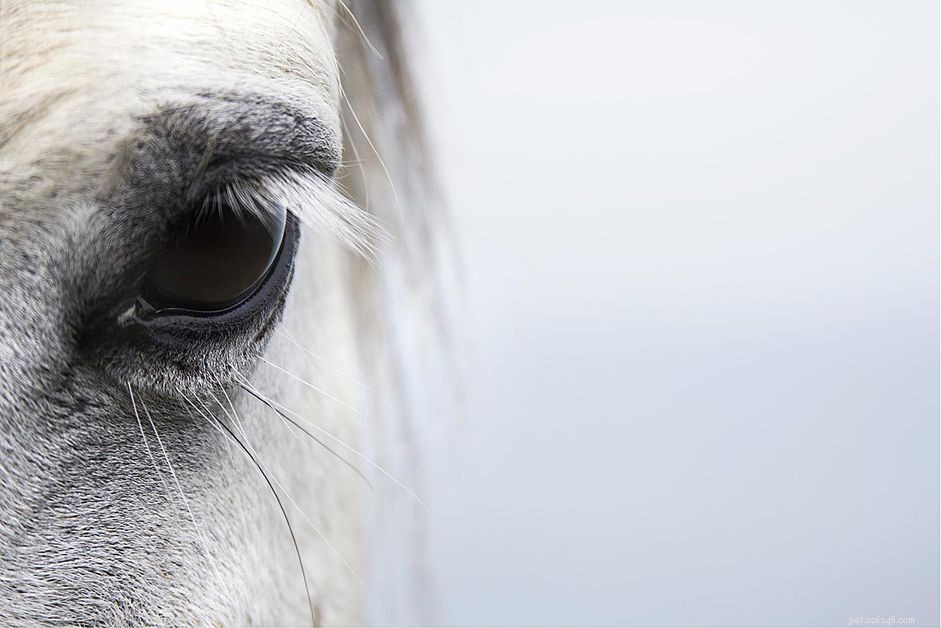 馬の眼の感染症と怪我 