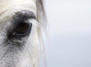 Infecções e lesões oculares em cavalos