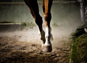 Pernas estocadas em cavalos