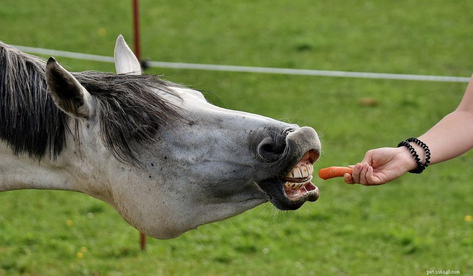 Gâteries sans danger pour votre cheval
