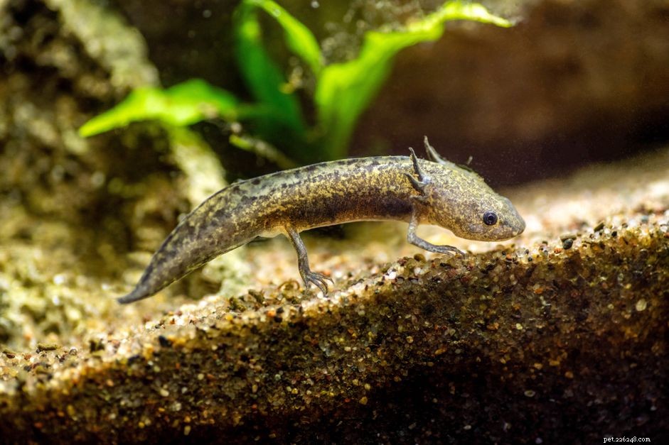 Axolotl(멕시코 워킹 피쉬):종 프로필