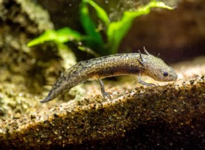 Axolotl (peixe ambulante mexicano):perfil da espécie