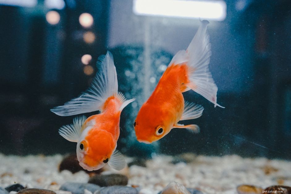 Какой размер лучше всего подходит для аквариума с золотыми рыбками? 