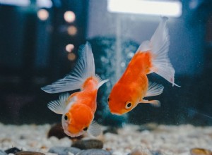 Jaká velikost je nejlepší pro akvárium se zlatými rybkami?