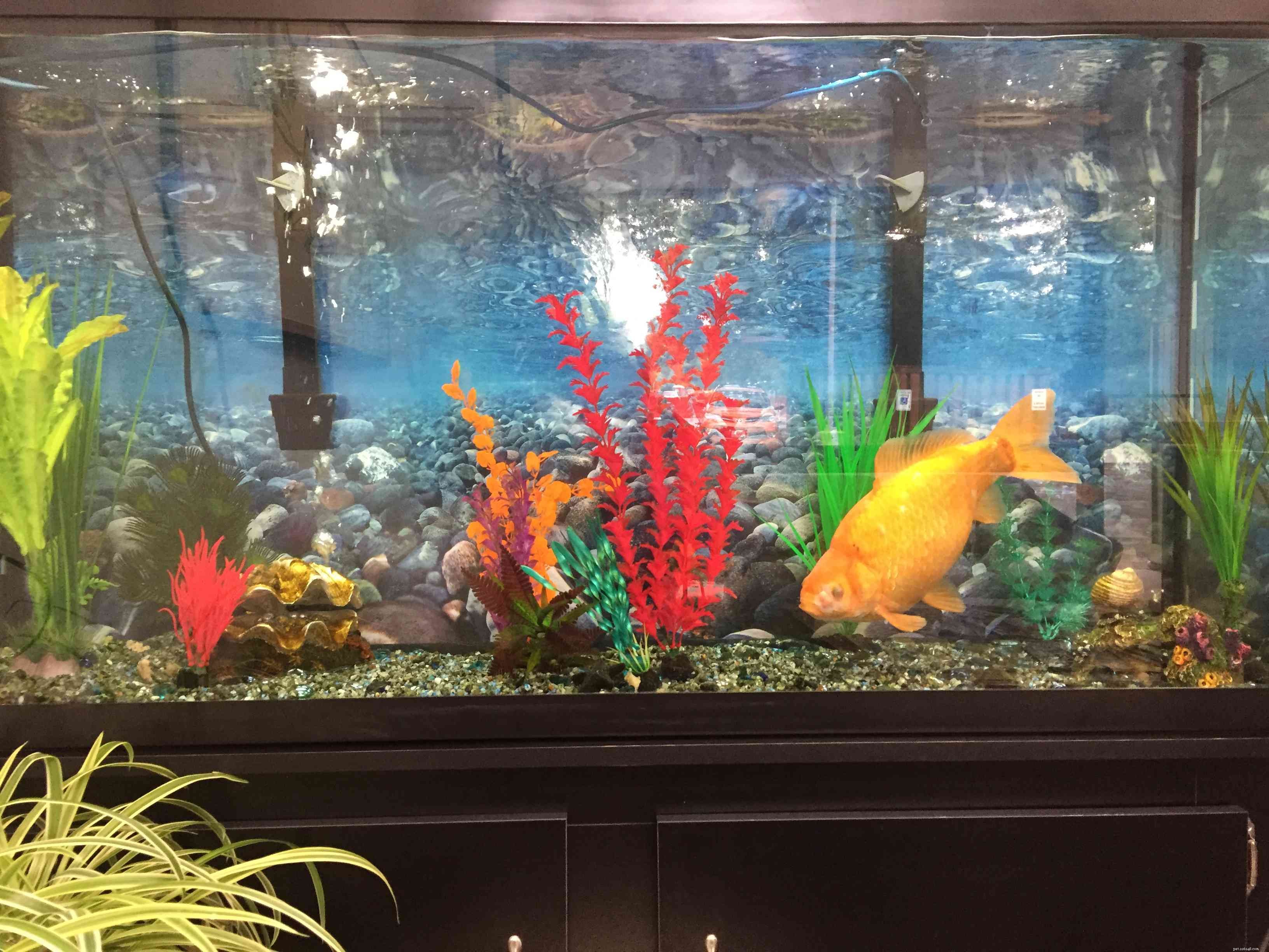 Quelle est la meilleure taille pour un réservoir de poissons rouges ?