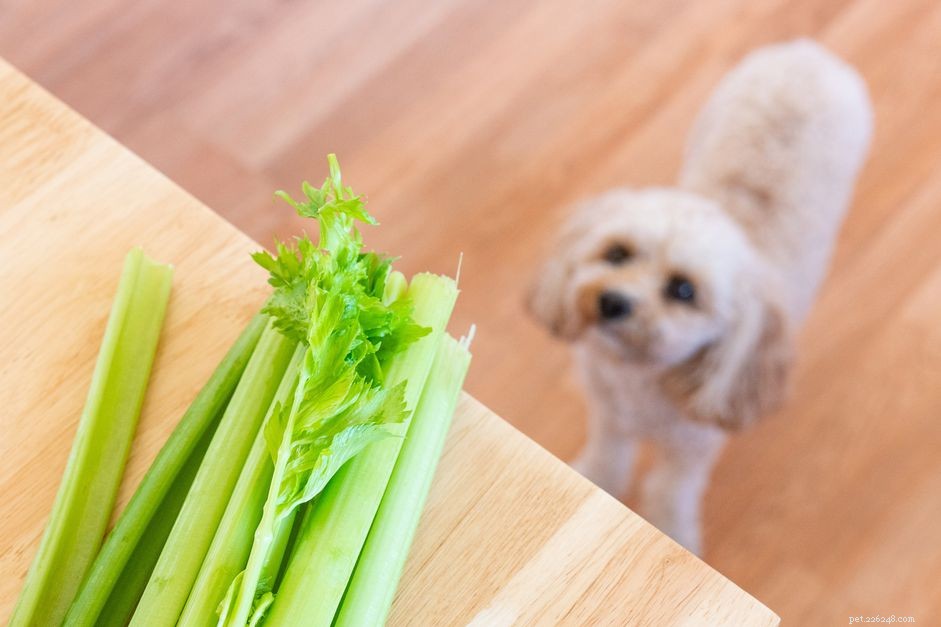 Kunnen honden selderij eten?