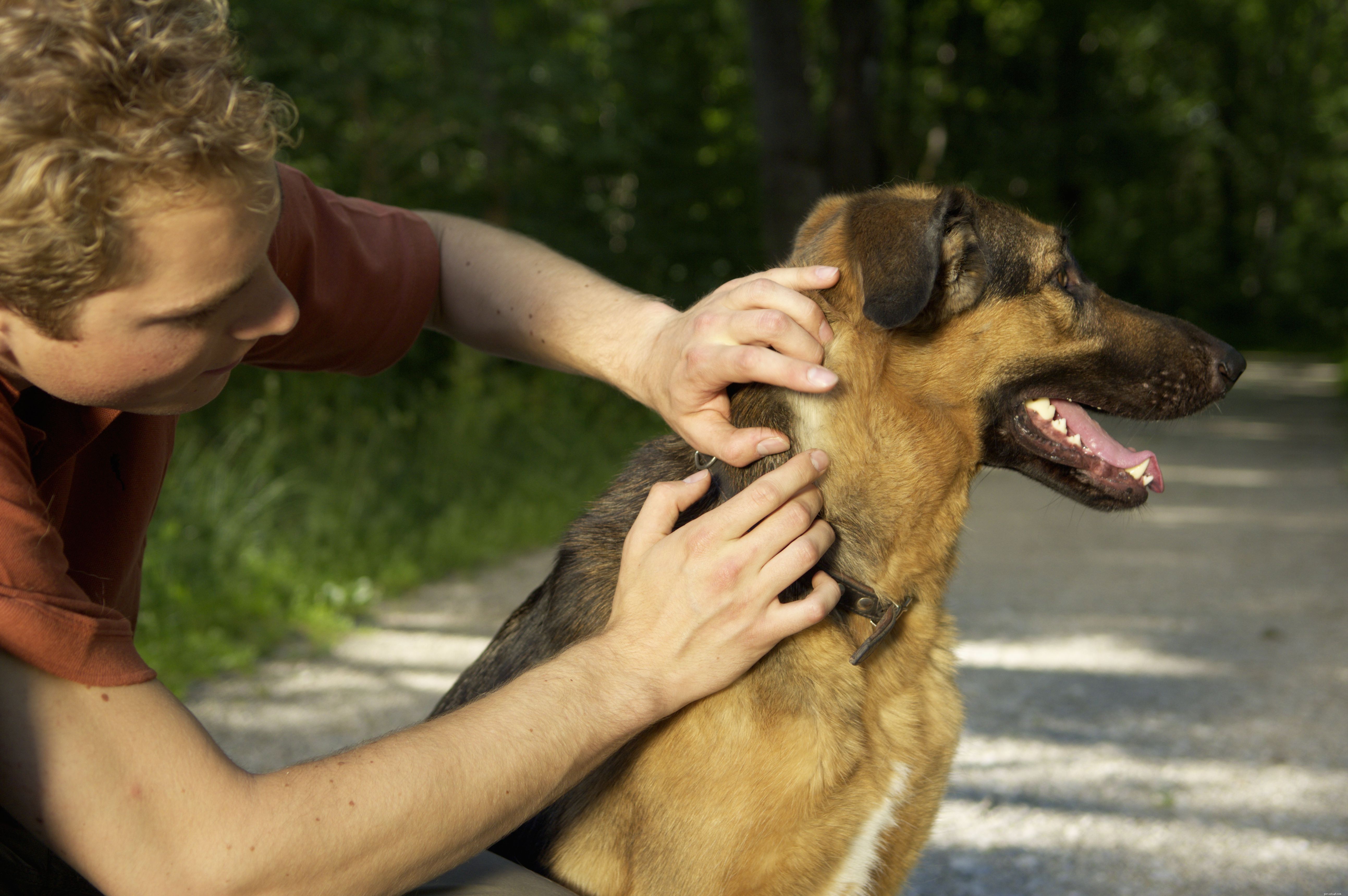 Hoe de ziekte van Lyme bij honden te behandelen