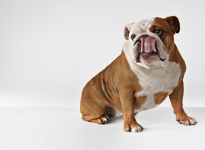 3 razões pelas quais seu cachorro lambe o rabo