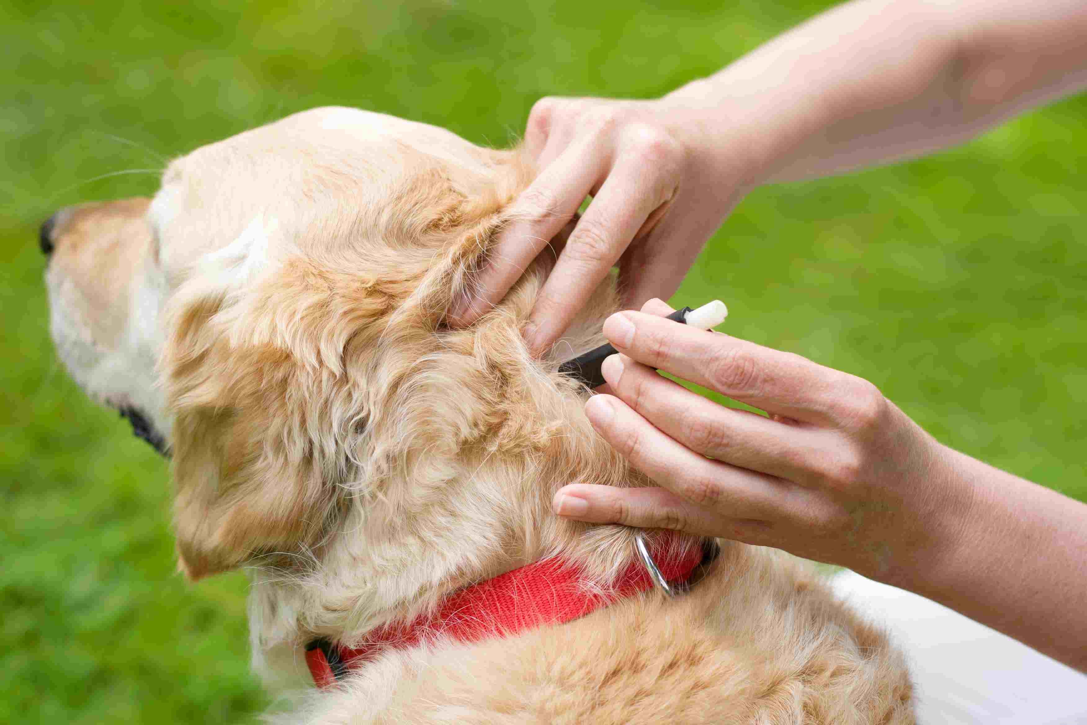 Hoe de ziekte van Lyme bij honden te behandelen
