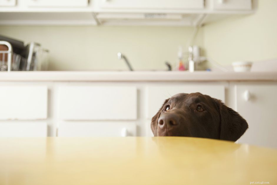 I cani possono mangiare la noce moscata?