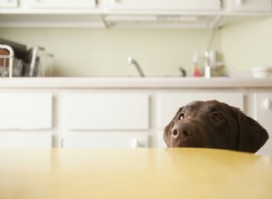 Os cães podem comer noz-moscada?