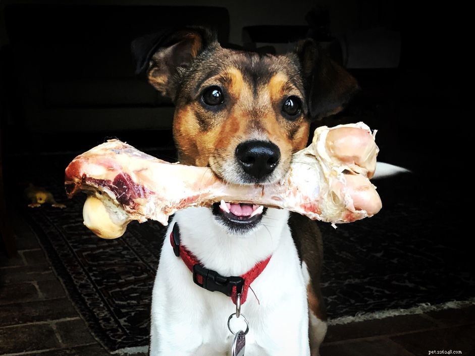 Proč byste měli o letošních svátcích držet vařené kosti dál od svého psa