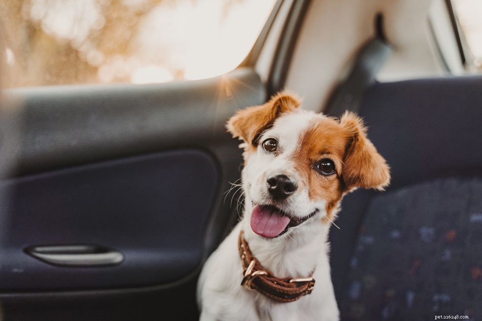 강아지와 함께 자동차 여행을 하는 방법은 일등석을 타는 것 같은 기분입니다.