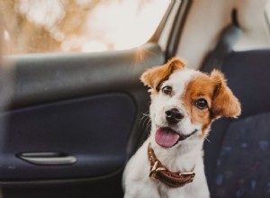 Maneiras de fazer uma viagem com seu cachorro parecer voar de primeira classe