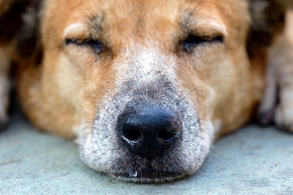 Razões pelas quais seu cão tem um nariz escorrendo