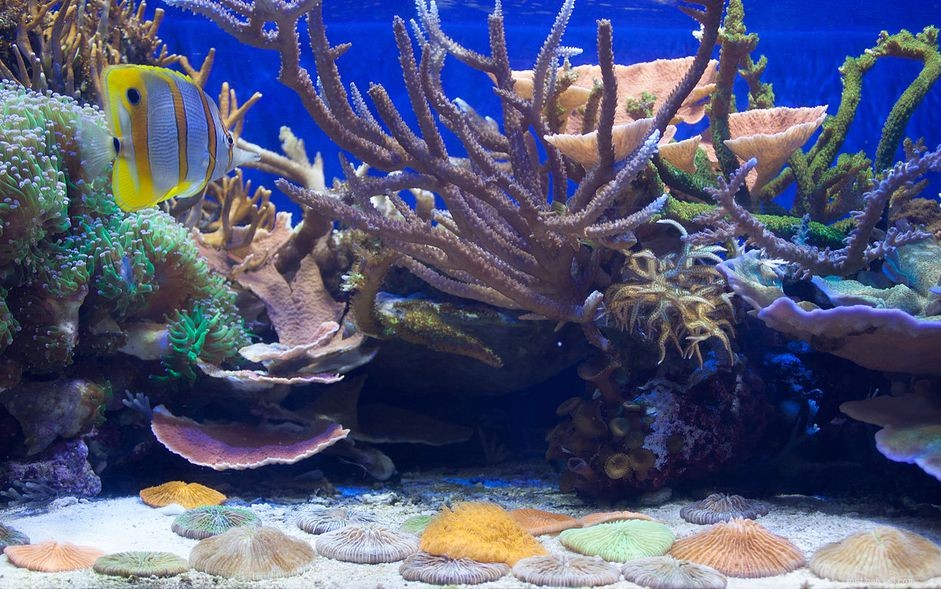 Hoe u uw eigen aquariumkoeler kunt bouwen