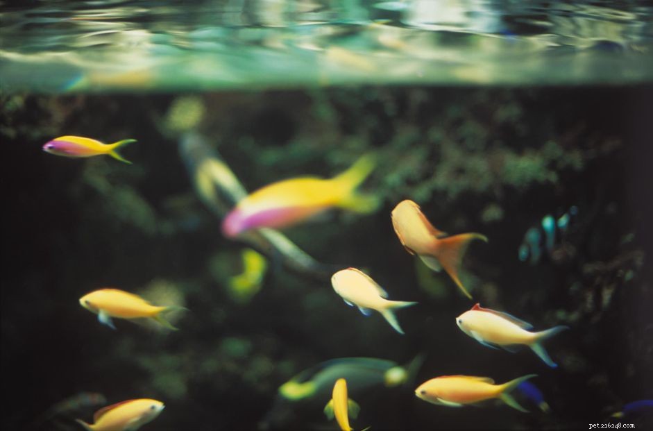 11 nejčastějších chyb, kterých se dopouštějí chovatelé mořských akvárií