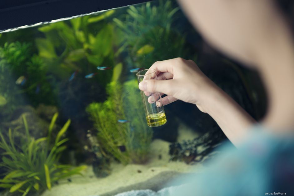 Aquariumwaterparameters om gezonde vissen te controleren