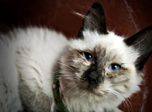 猫の上気道感染症を特定して治療する方法 