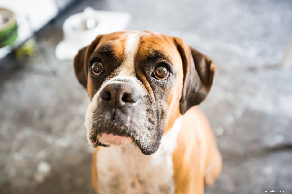 Ooglidentropion bij honden herkennen en behandelen
