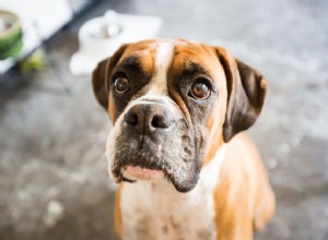 犬のまぶたの眼瞼内反症を見つけて治療する方法 