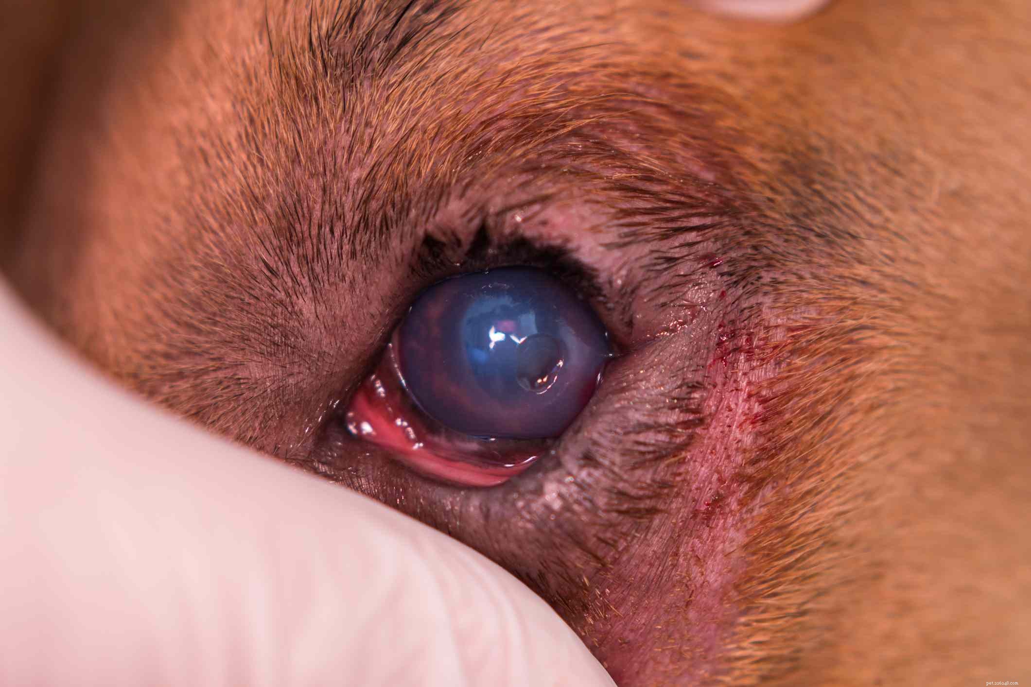 Como detectar e tratar o entrópio da pálpebra em cães