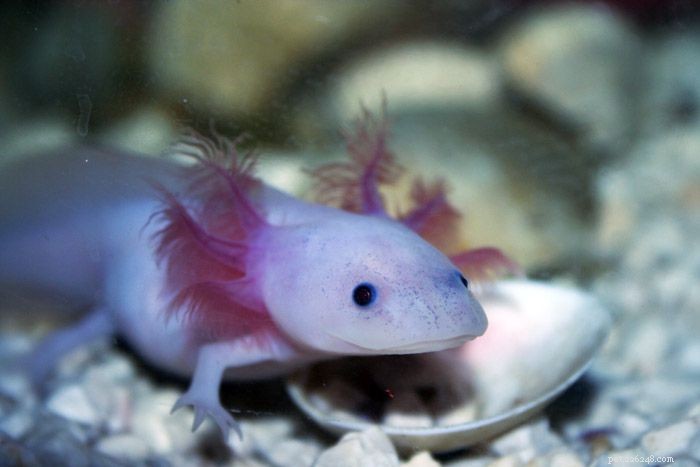 8 djur som gör ditt akvarium sötare