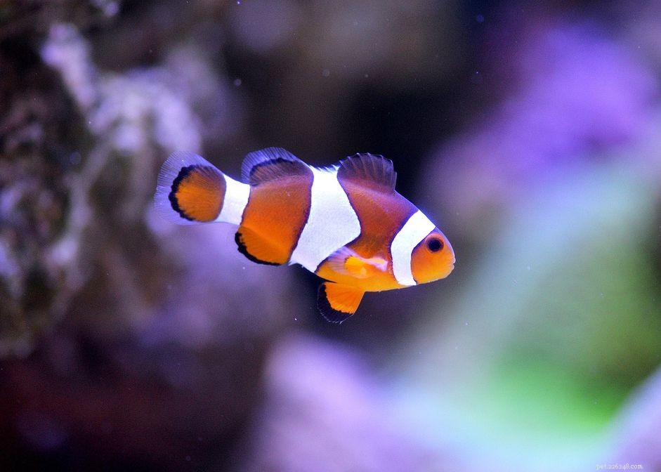 8 beestjes om je aquarium leuker te maken