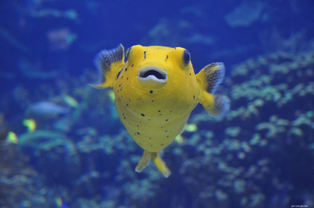 8 djur som gör ditt akvarium sötare