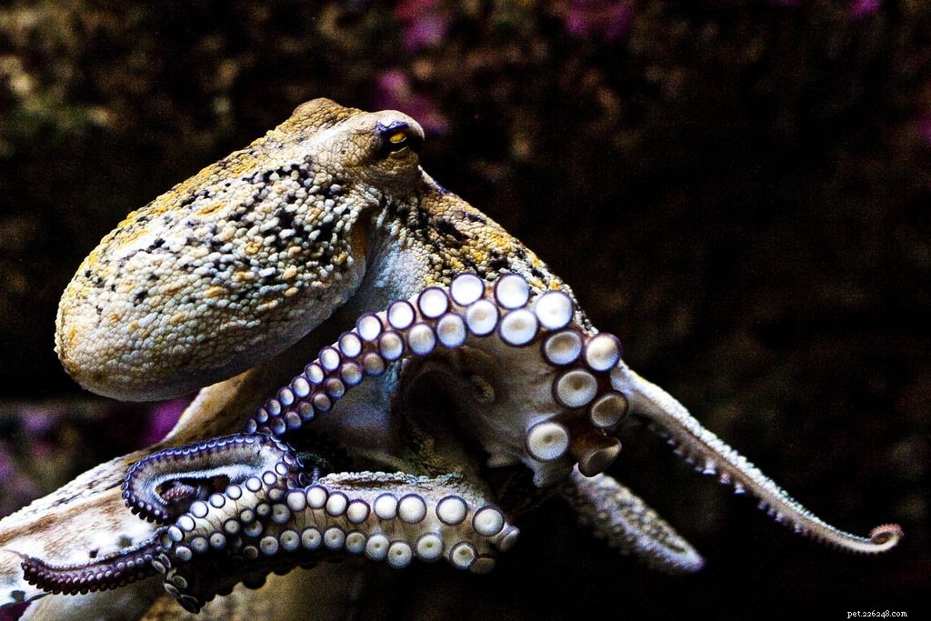8 créatures pour rendre votre aquarium plus mignon