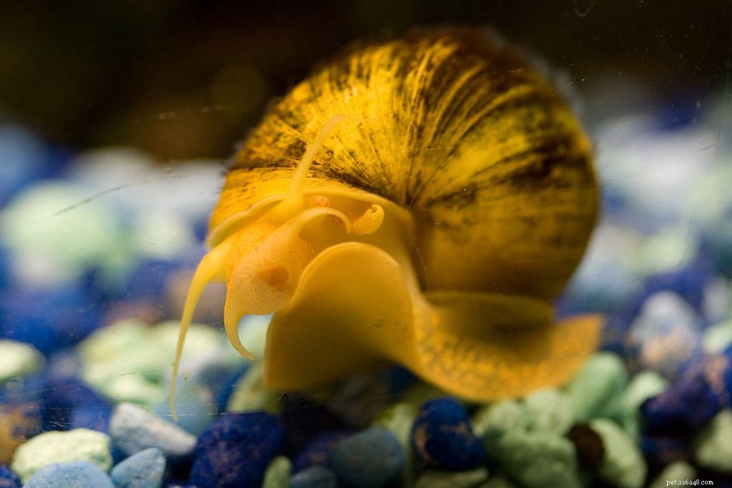 8 bichos para deixar seu aquário mais bonito
