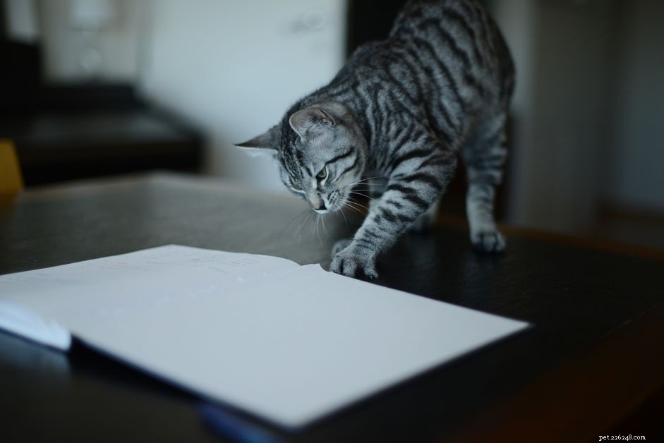 7 důvodů, proč vaše kočka jí papír, a jak s tím přestat 