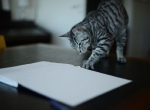 7 причин, по которым ваша кошка ест бумагу, и как это остановить