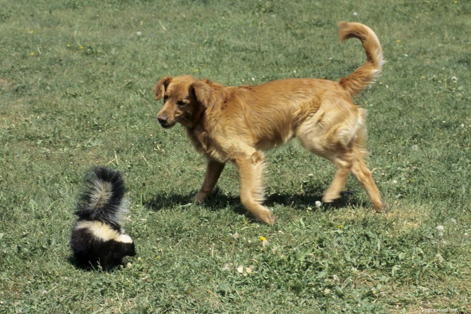 Co dělat, když vašeho psa postříká skunk