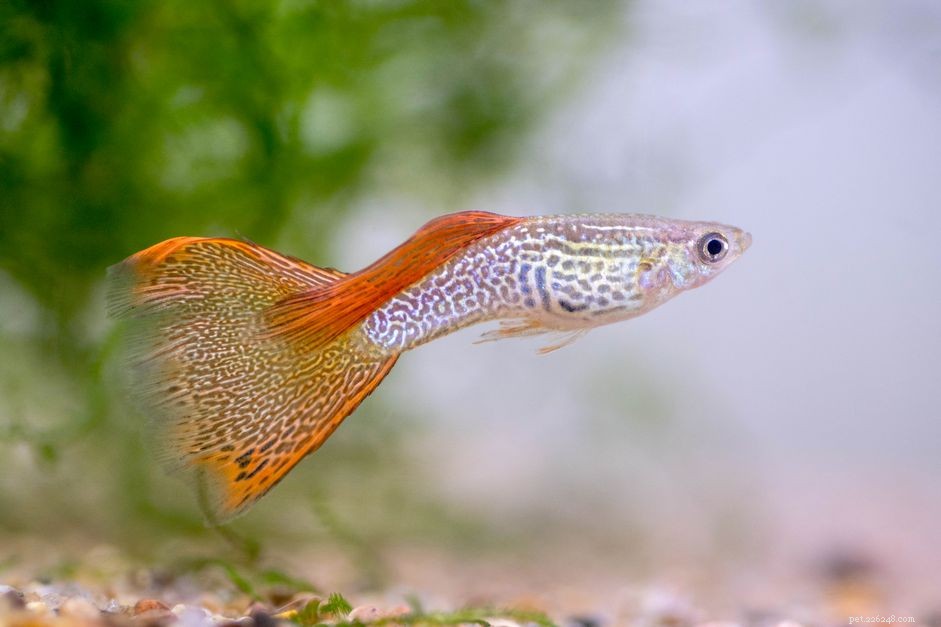 Profilo delle specie di pesci Guppy