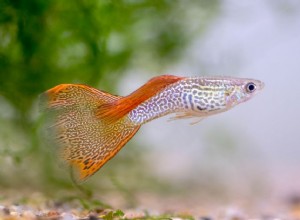 Perfil da espécie de peixe Guppy