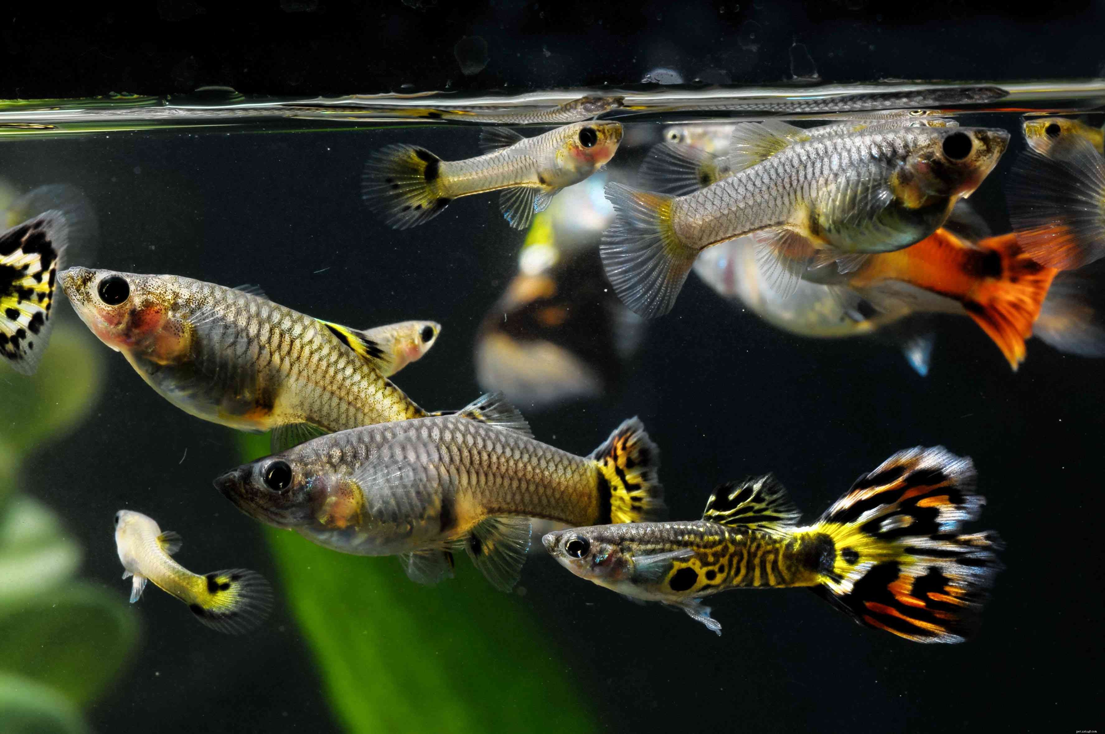 Profilo delle specie di pesci Guppy