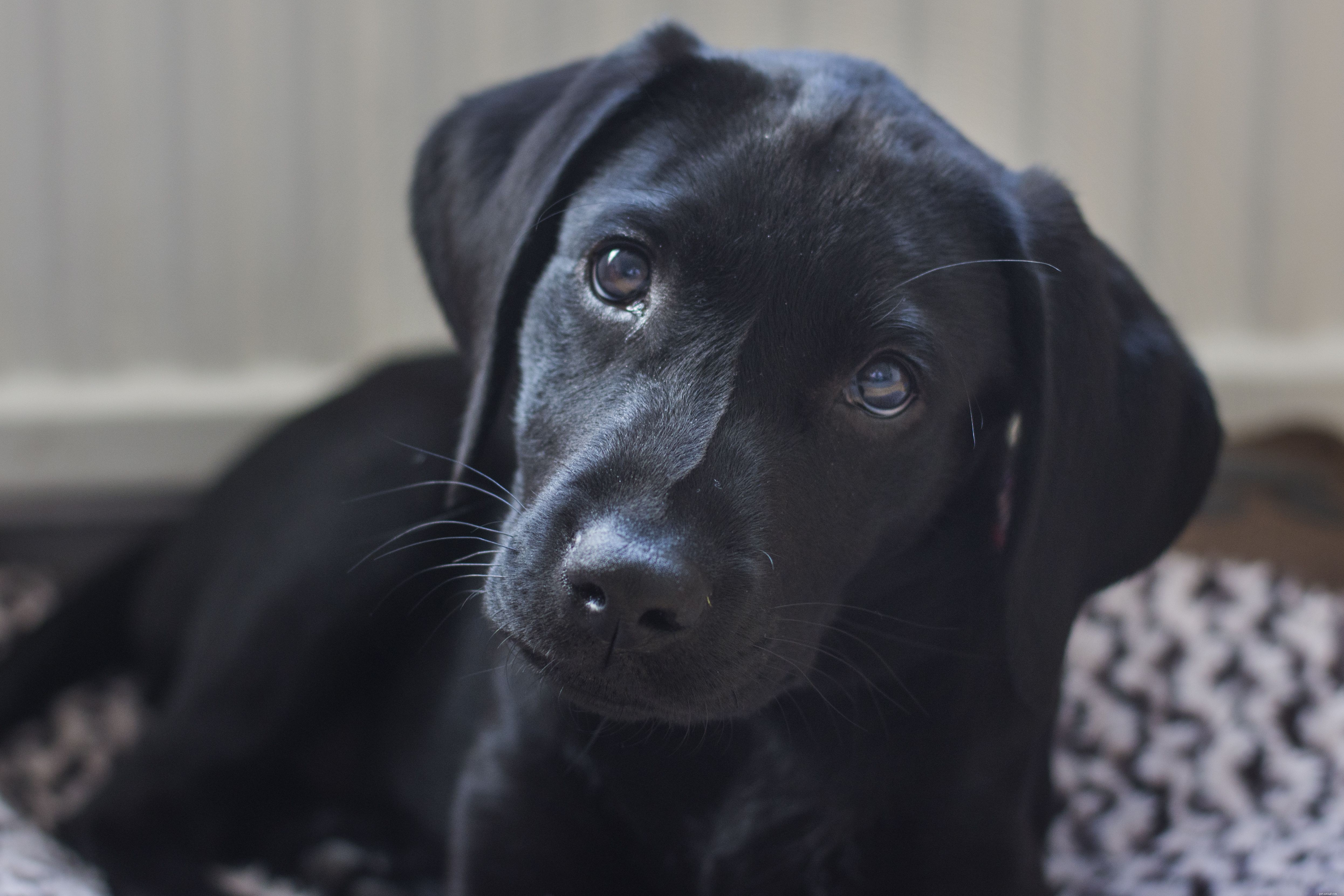17 photos de Labrador Retriever pour égayer votre journée