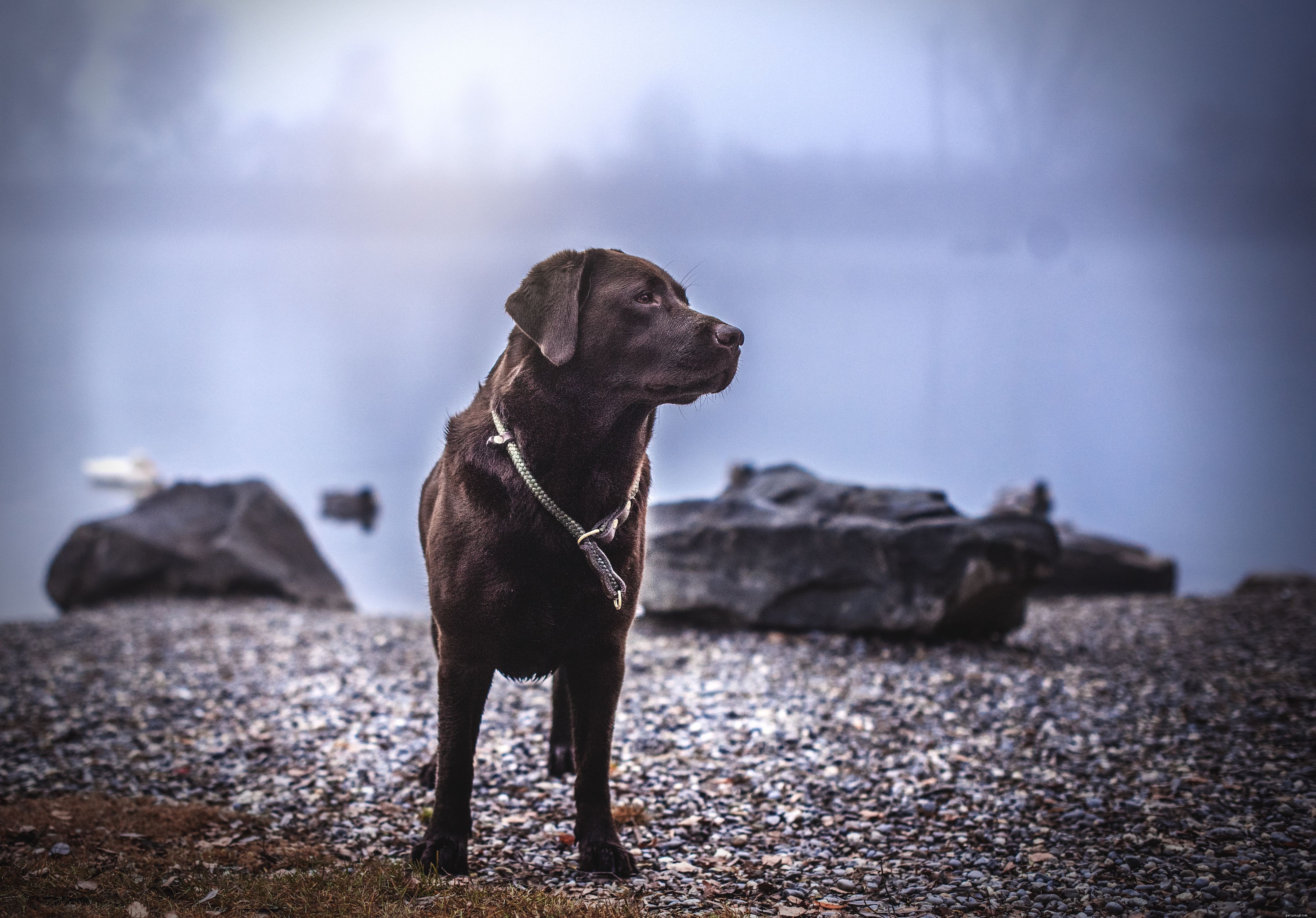 17 Labrador Retriever-bilder för att förgylla din dag