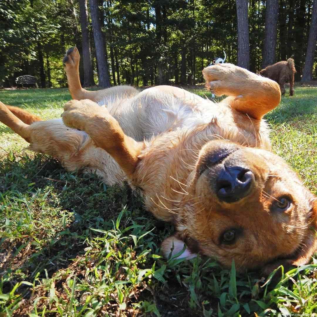 17 obrázků labradorského retrívra, které vám rozjasní den