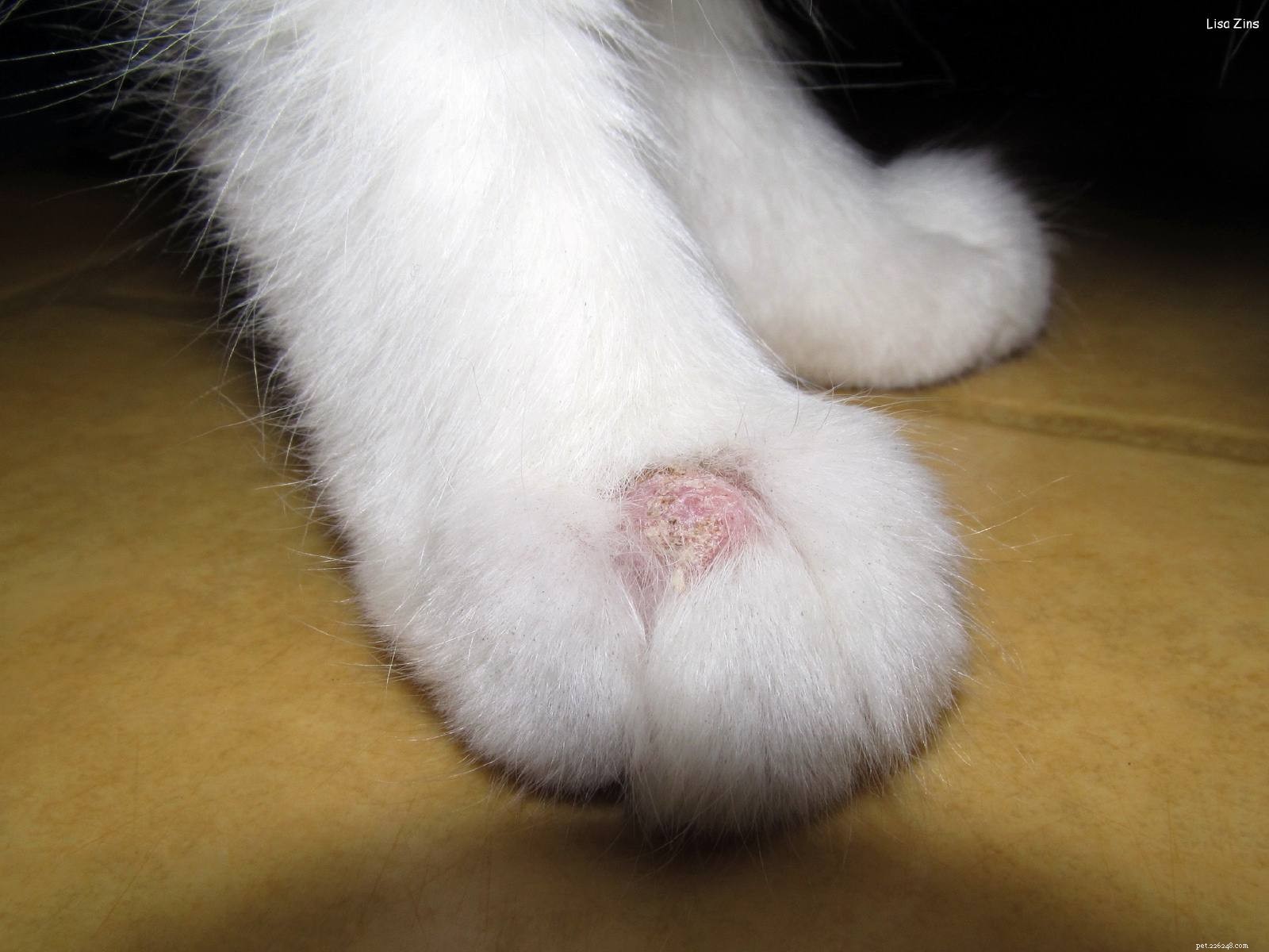 猫の白癬 