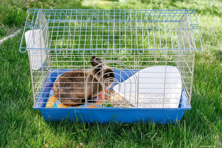 Как почистить клетку для кроликов
