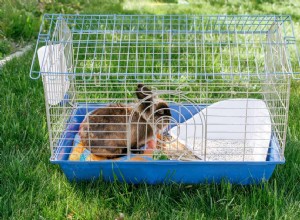 Как почистить клетку для кроликов